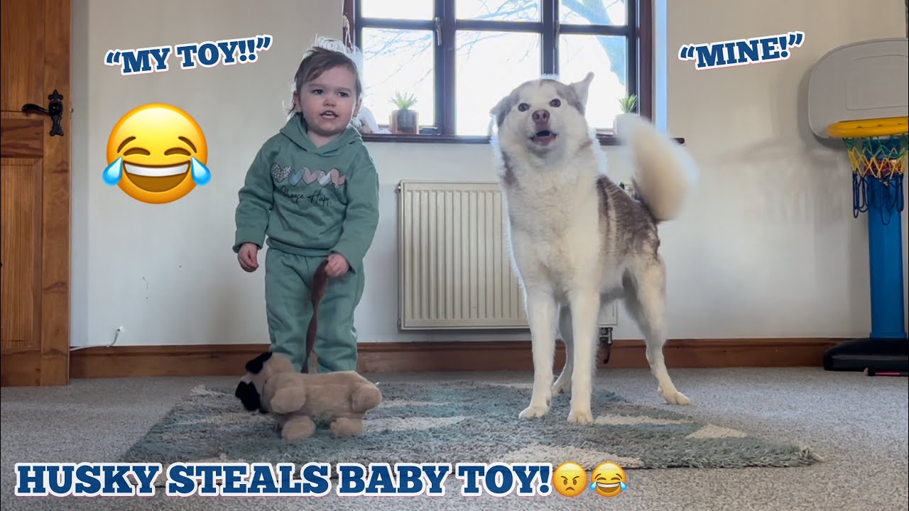 Giant Husky Puppy STEALS Babies New Dog!😂. [BABY IS NOT HAPPY!!]