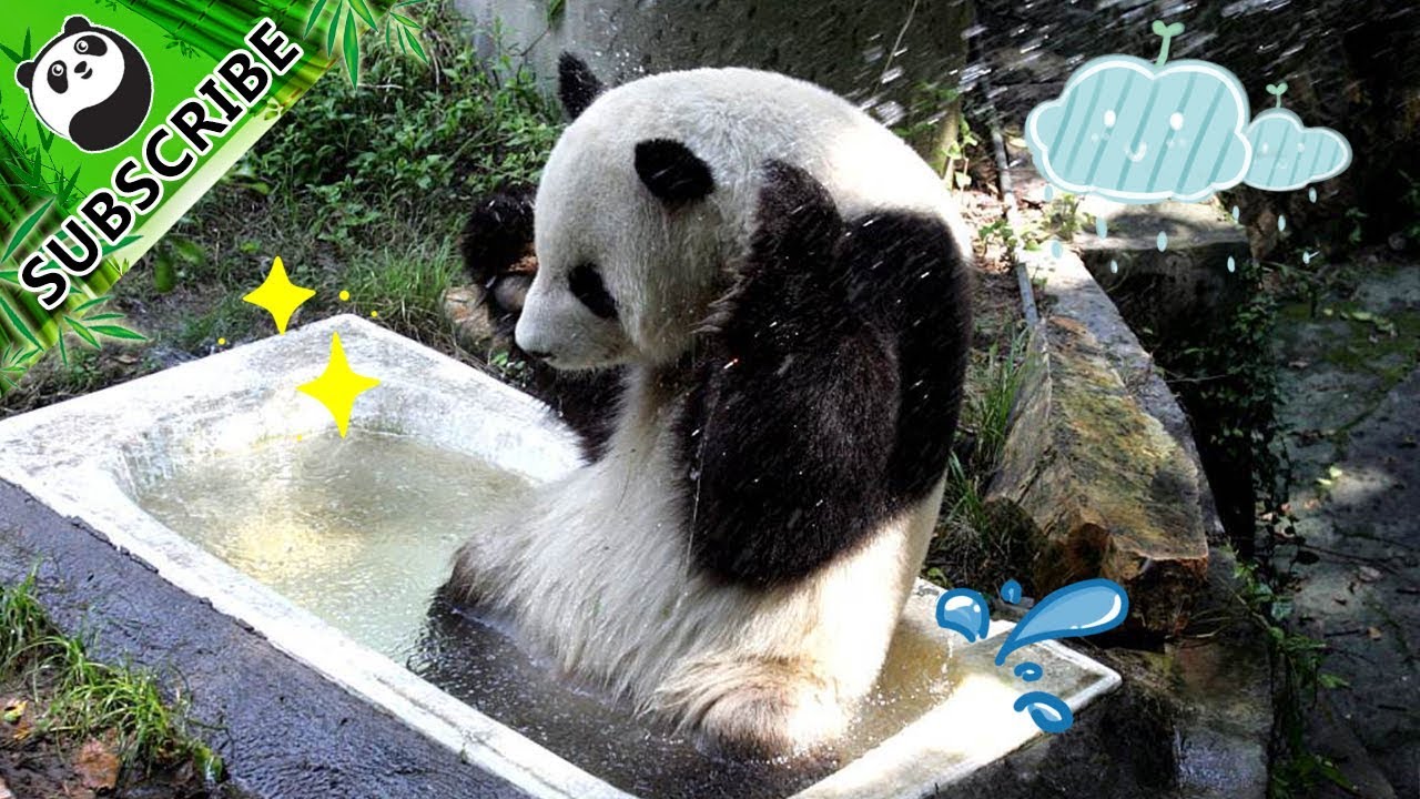 【Panda Theme】Pandas Summer Shenanigans In The Water! | iPanda