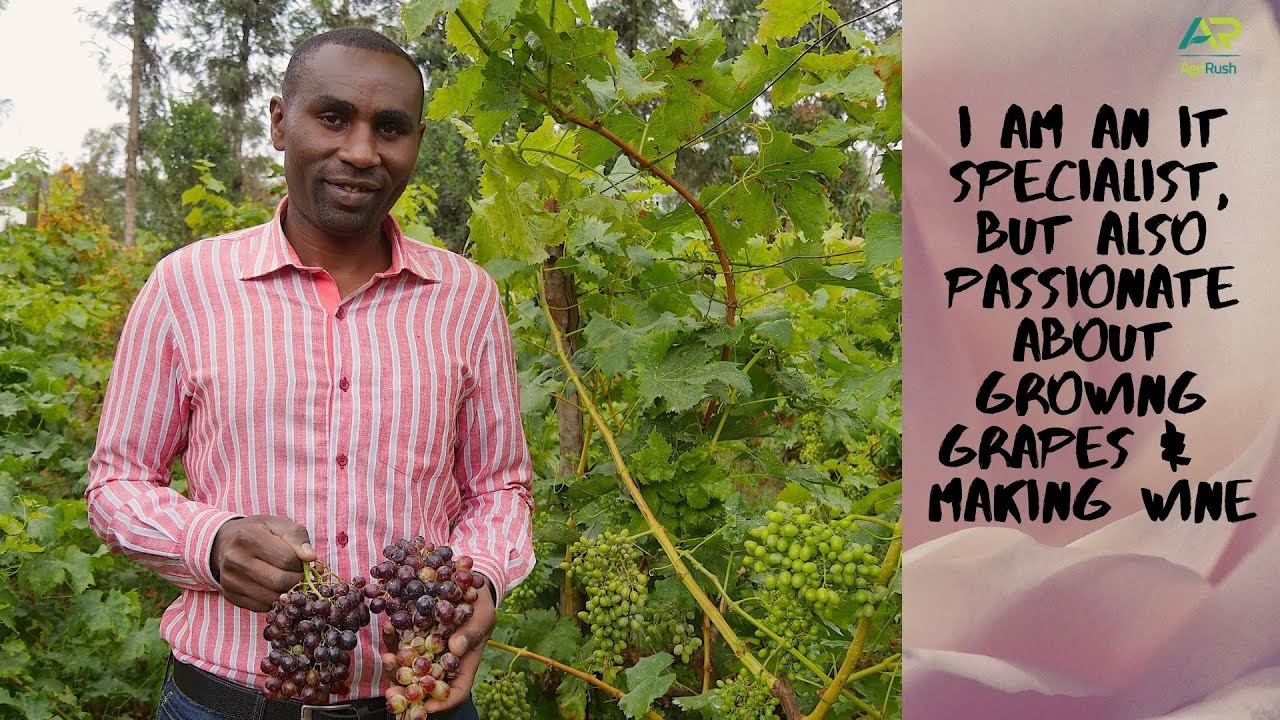 How my plans are shaping up, to make Kenya a key wine producing country #CentralValley