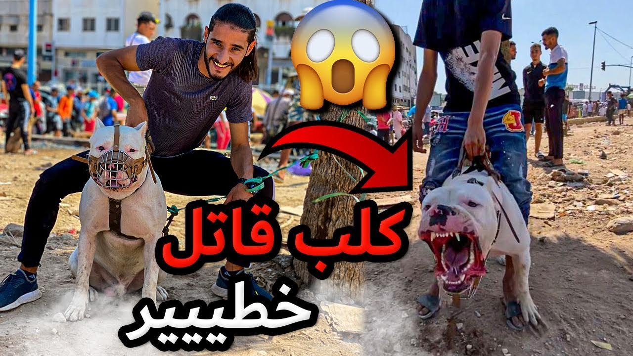 كلاب ضخمة في أكبر سوق عربي القريعة يوم الأحد 😱🐕 خطر الموت