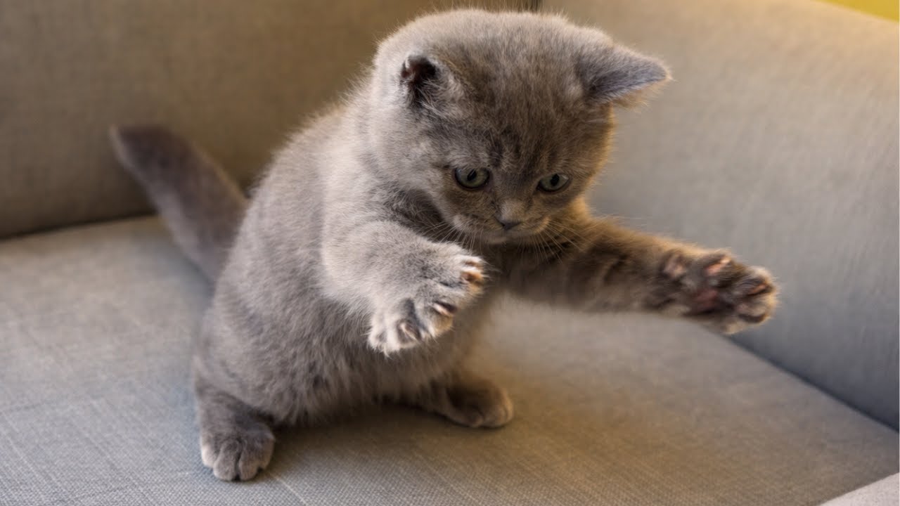 Kitten Won’t Stop Hunting Me… Help 😂