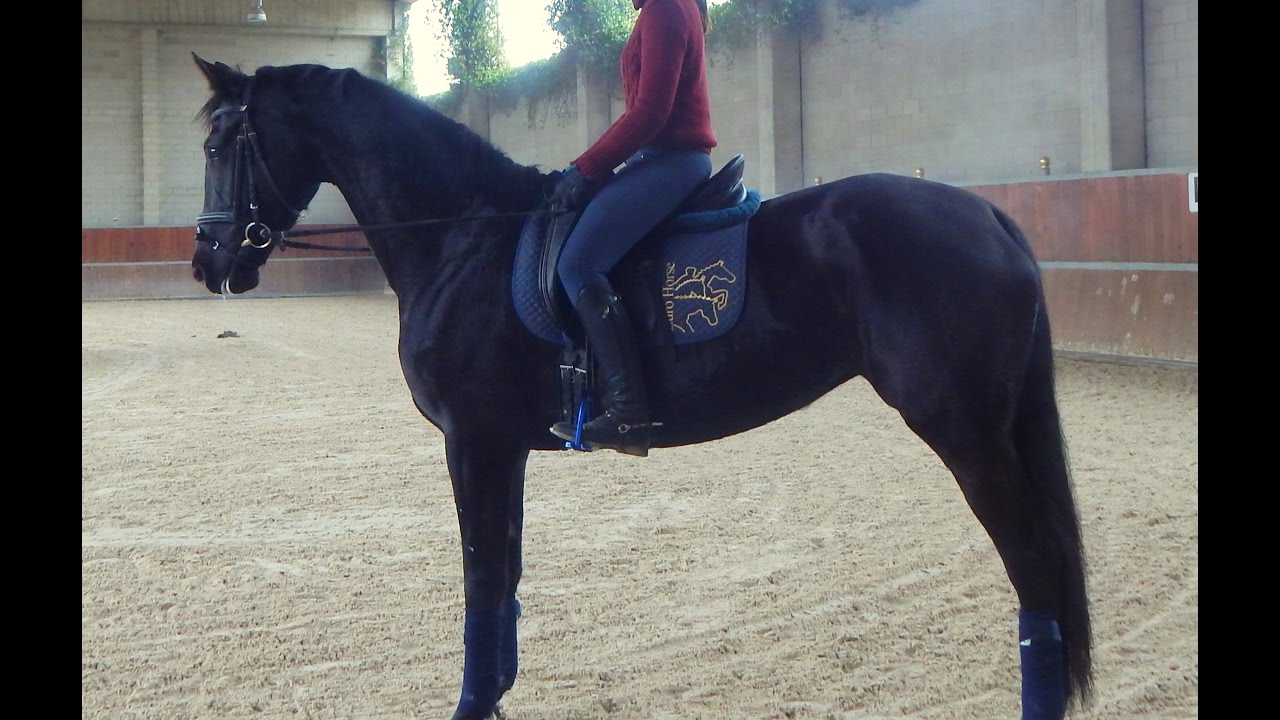 Euro Horse Dressage: Zarina E.H. 5 yo Oldenburger Mare by Zack x Rubin-Royal - Training 16.12.2016