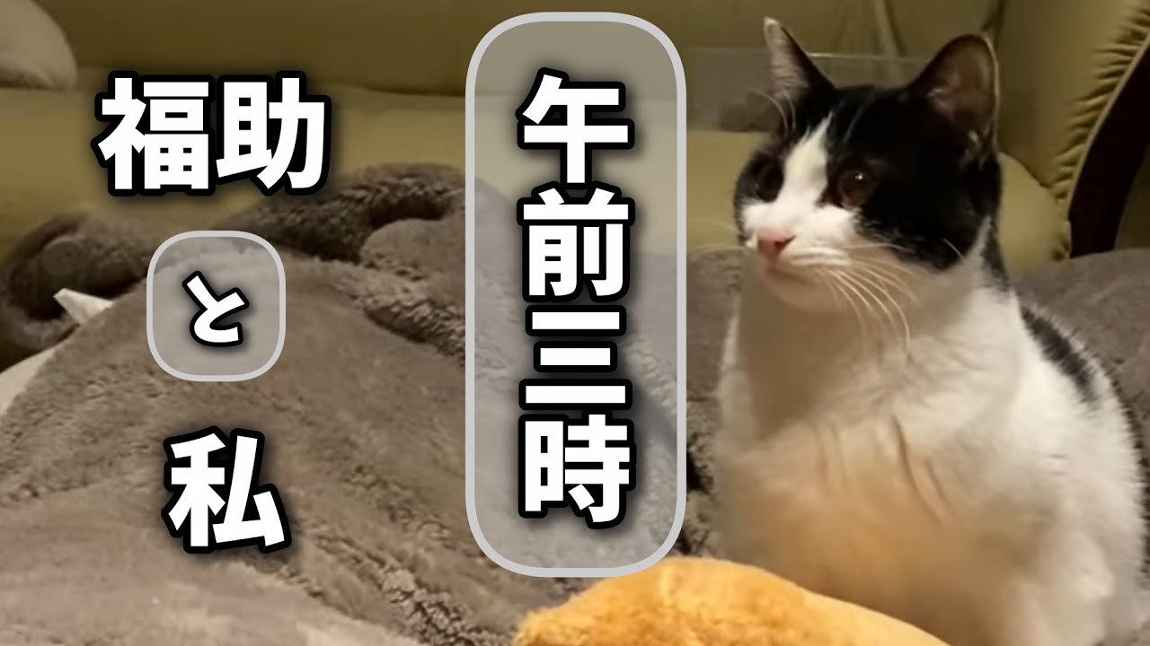 午前3時、福助とわたし　