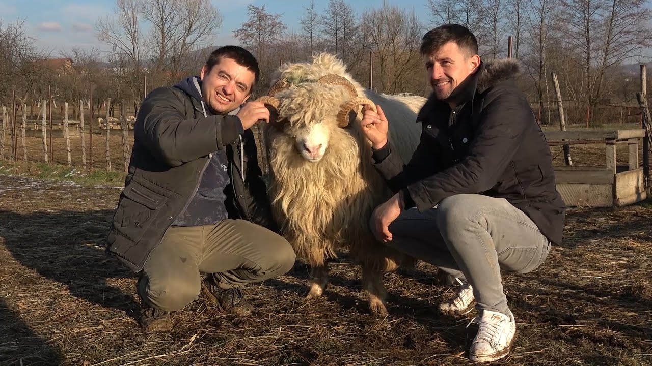 Oile lui Danut de la Negresti Oas, Satu Mare - 2020