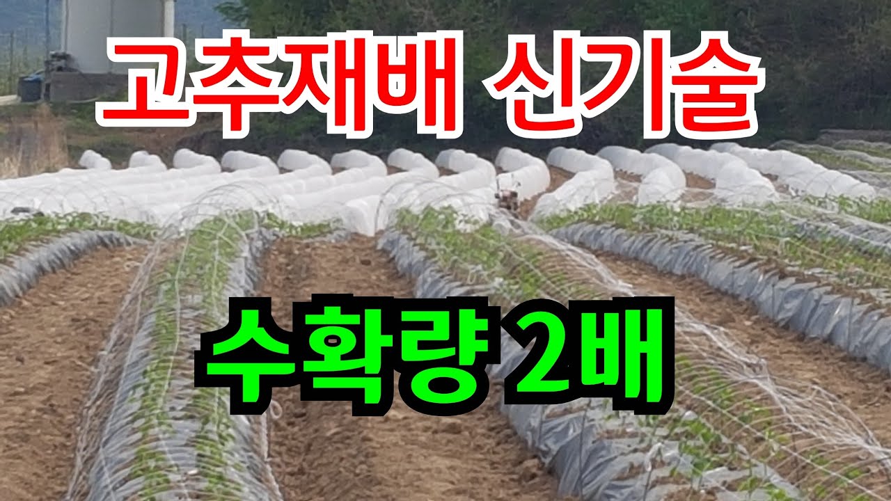 고추재배 신농법 (일찍익고 수확량이 2배) #고추밭 만들기 #고추 심는시기와 방법 # 고추방제 #고추농사 잘짓는법