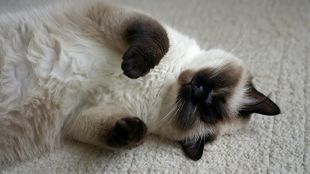 LIVE 🐱 Dreamy Chill Music for Cats 🐾 | Season 5