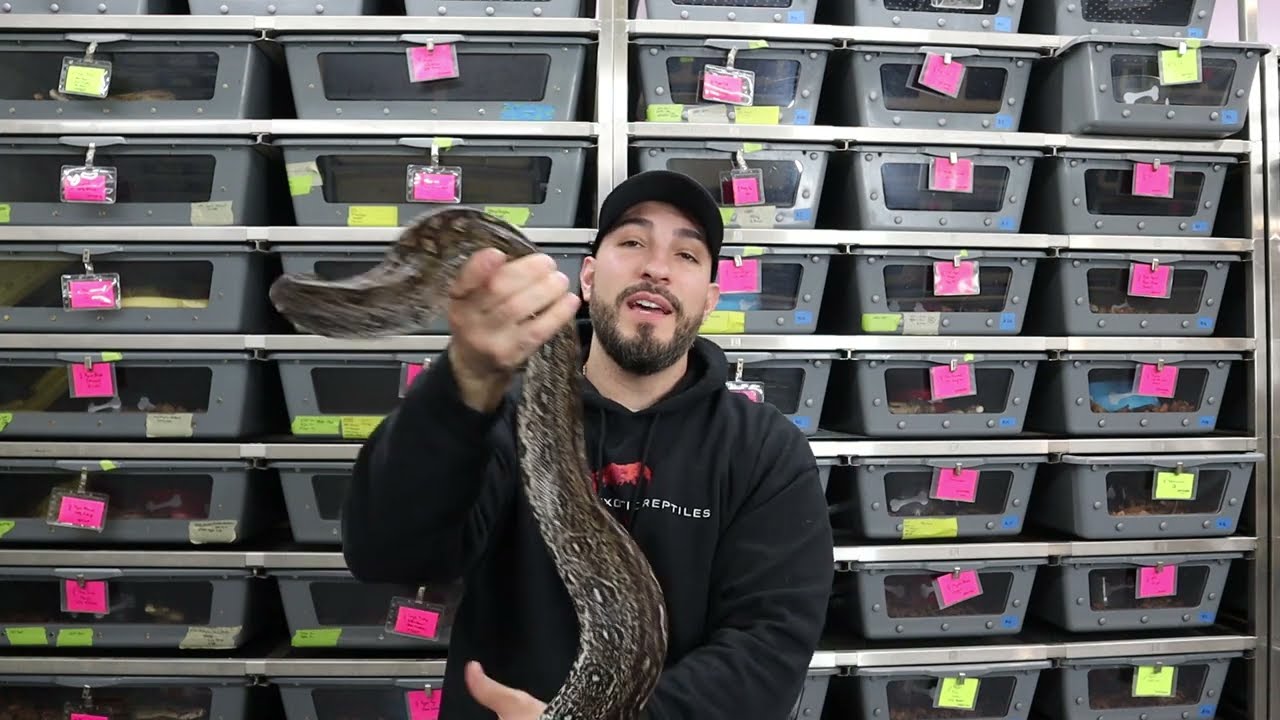 How to Be Successful at Boa/Python/Reptile Breeding and What You Should Buy as a New Breeder