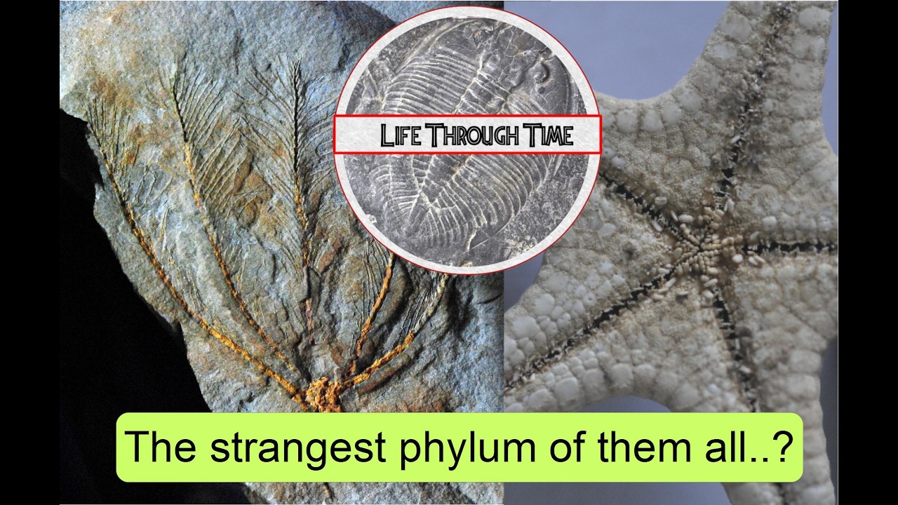 Introducing echinoderms: a whole box of craziness