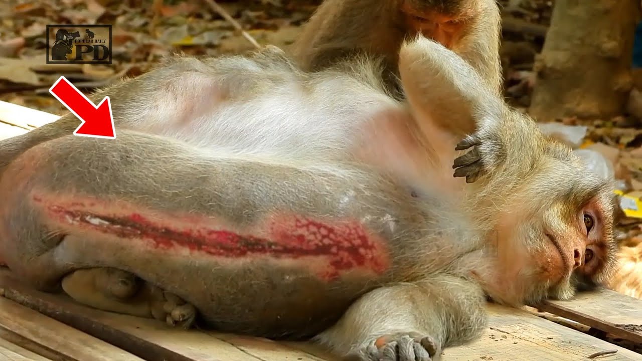 Poor Old Big Father Monkey Wildlife, Pity Mr Charlie He is Very Tired and Sad With Big Belly