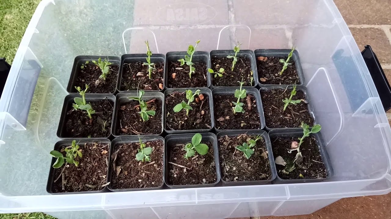 Growing from seed quickly and easily using my mini greenhouse method
