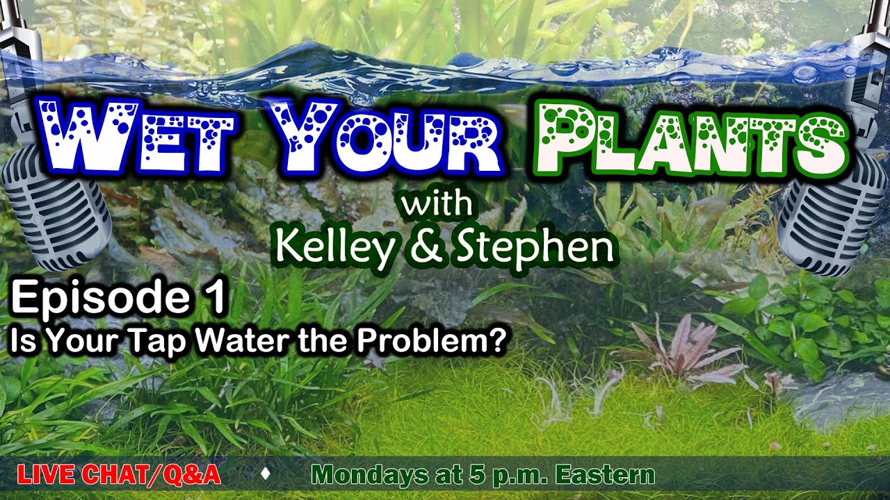How Your Tap Water Affects Aquarium Plants (Wet Your Plants with Kelley & Stephen - Episode 1)
