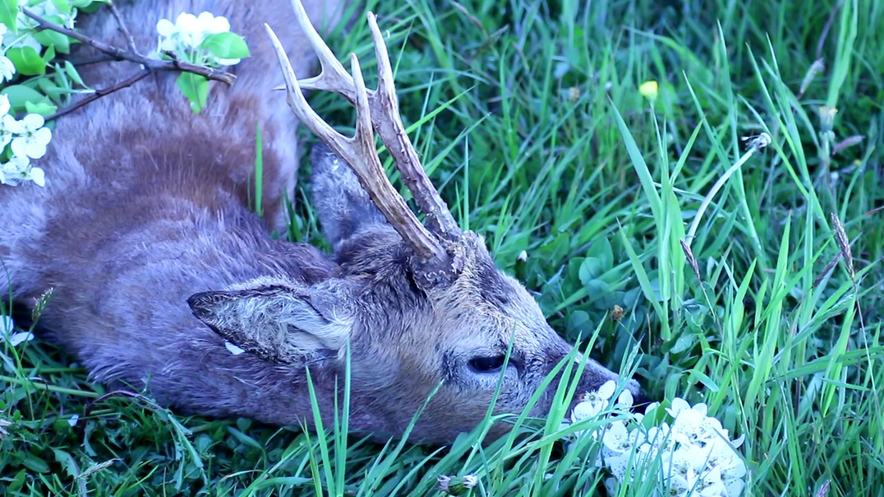 Polowanie na rogacze | Roedeer hunting in Poland