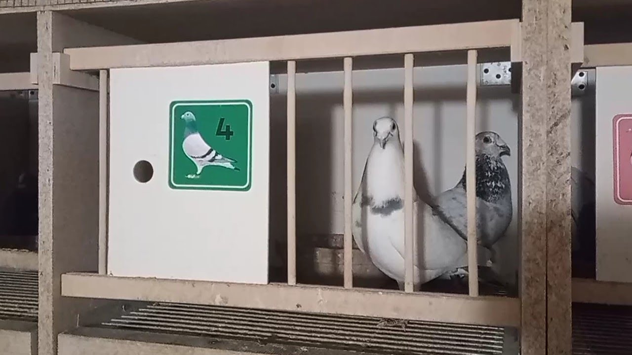 Parowanie gołębi w pigułce 😋 Porady jak sprawnie sobie z tym poradzić 😉 Bez b&oacute;jek i kontuzji 😬😬