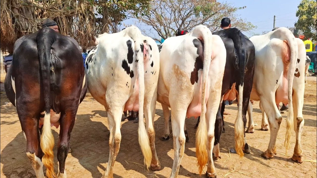 ২৪/২/২৬/রমজান মাসে উপলক্ষে একেবারে পানির দা*মে ফ্রিজিয়ান প্রেগন্যান্ট গাভী, ক্রয় করুন সোনাইচন্ডী !