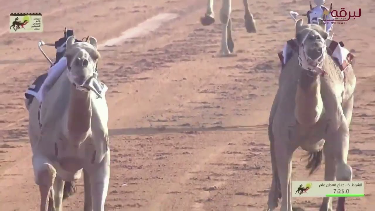ش6 لاضي لـ عزام ناصر رضا ال زيد الشريف (مهرجان خادم الحرمين الشريفين 13-2-2024ص) جذاع قعدان 9:13:45
