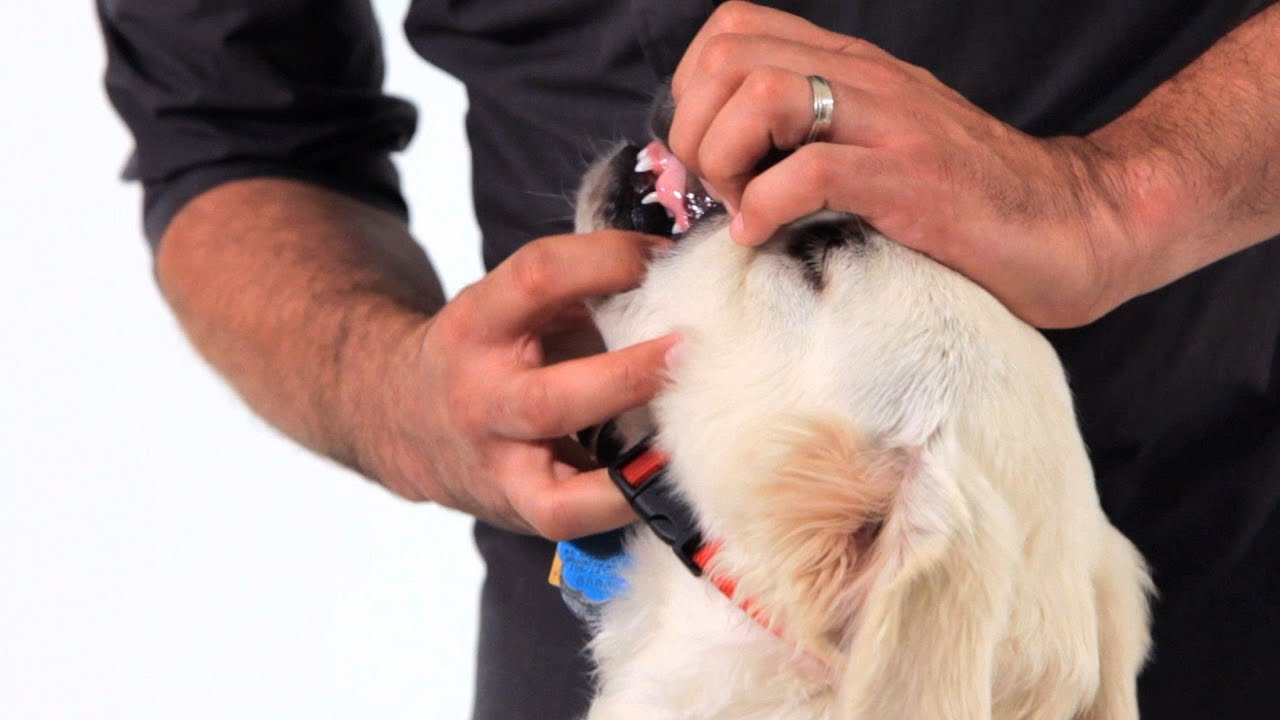 How to Care for Your Puppy's Teeth | Puppy Care