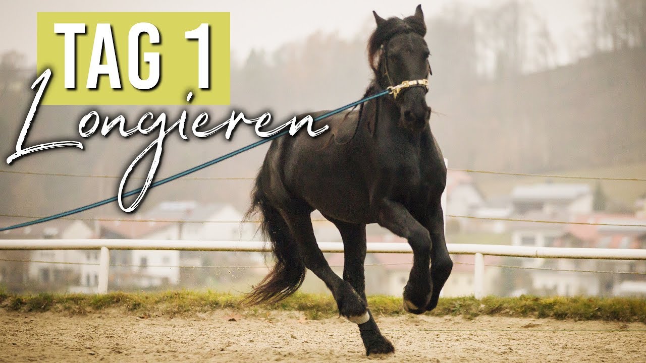 Stall FMA | Longieren | One Week with me 1