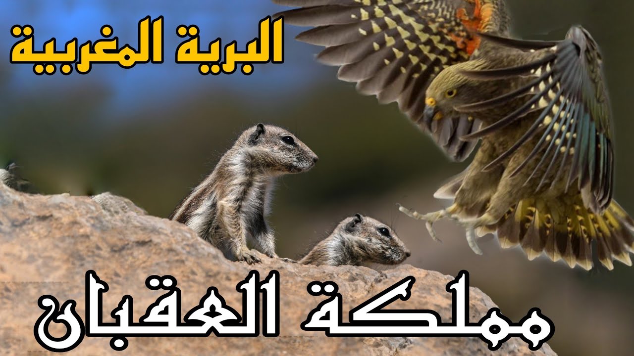 البرية المغربية : تتبع حياة عقاب البونيلي الجزء 1  the life of the  Bonelli's eagle