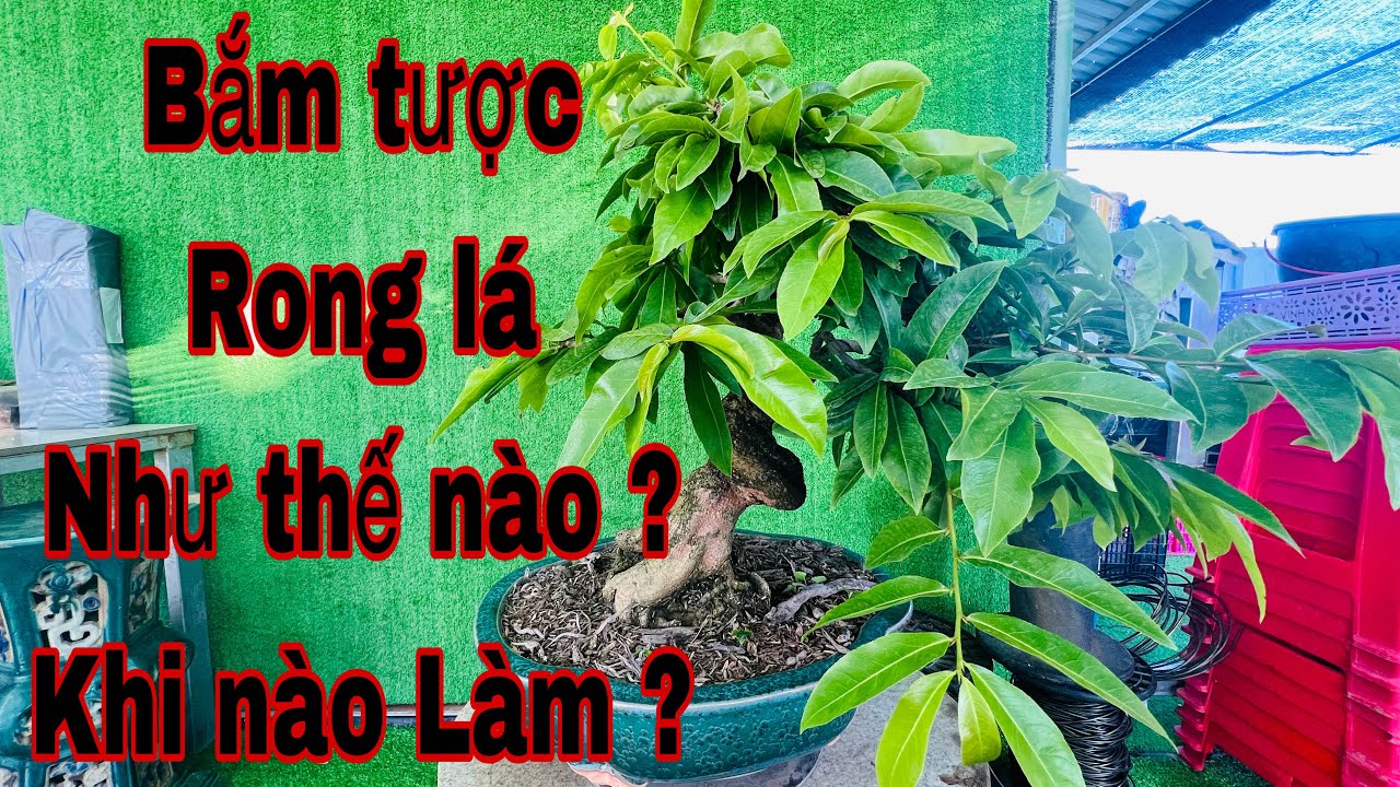cách bắm tược mai vàng và rong lá như thế nào để cây không bị đứng tược