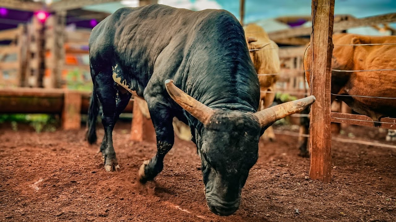 FINAL EM TOUROS - Rodeio de SANTA CRUZ DO RIO PARDO 2026