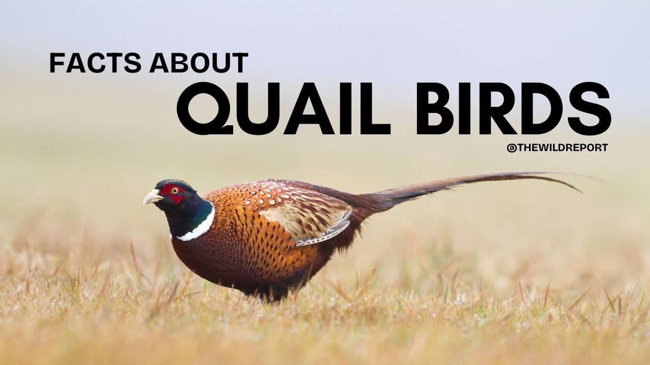 Quail Facts You Won&rsquo;t Believe! 🐦✨