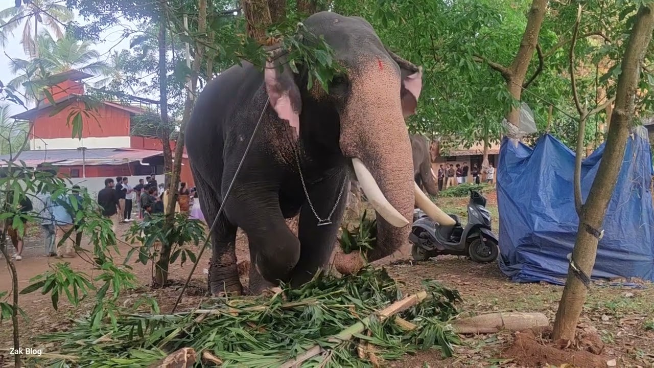 Thiruvambadi Kannan | തിരുവമ്പാടി കണ്ണൻ വരുംകാല പൂരനായകൻ ശക്തൻ്റെ മണ്ണിലെ സുവർണ്ണതേജസ്സ്