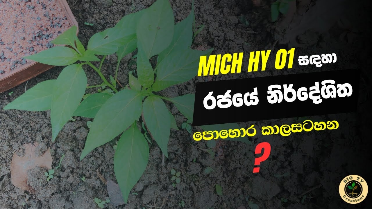 MICH HY 01 මිරිස්  සදහා නිර්දේශිත පොහොර වර්ග සහා පොහොර යෙදිය යුතු කාලවකවානු miris wagawata pohora