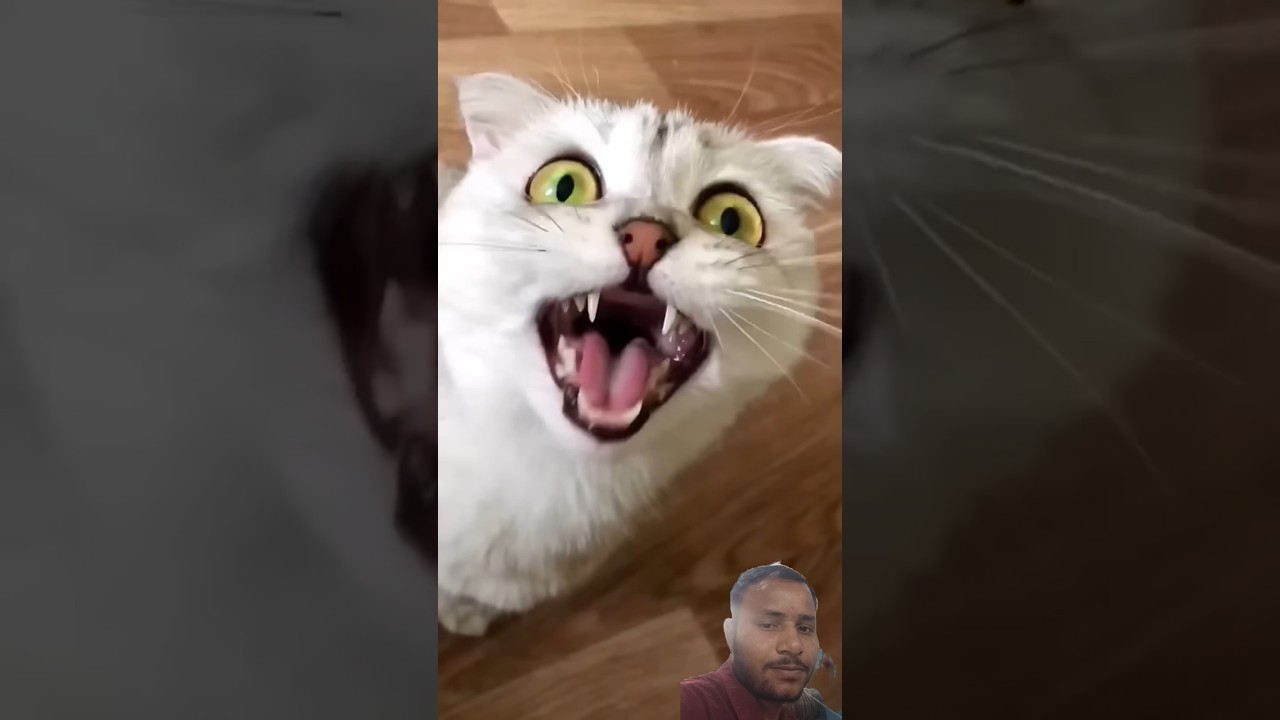 ahahah #funny #comedy #cats #memes
