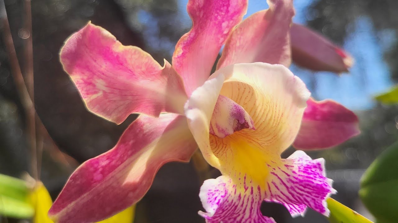 ORCHID GARDEN WALK/TALK, NEW BLOOMS   May 5, 2024