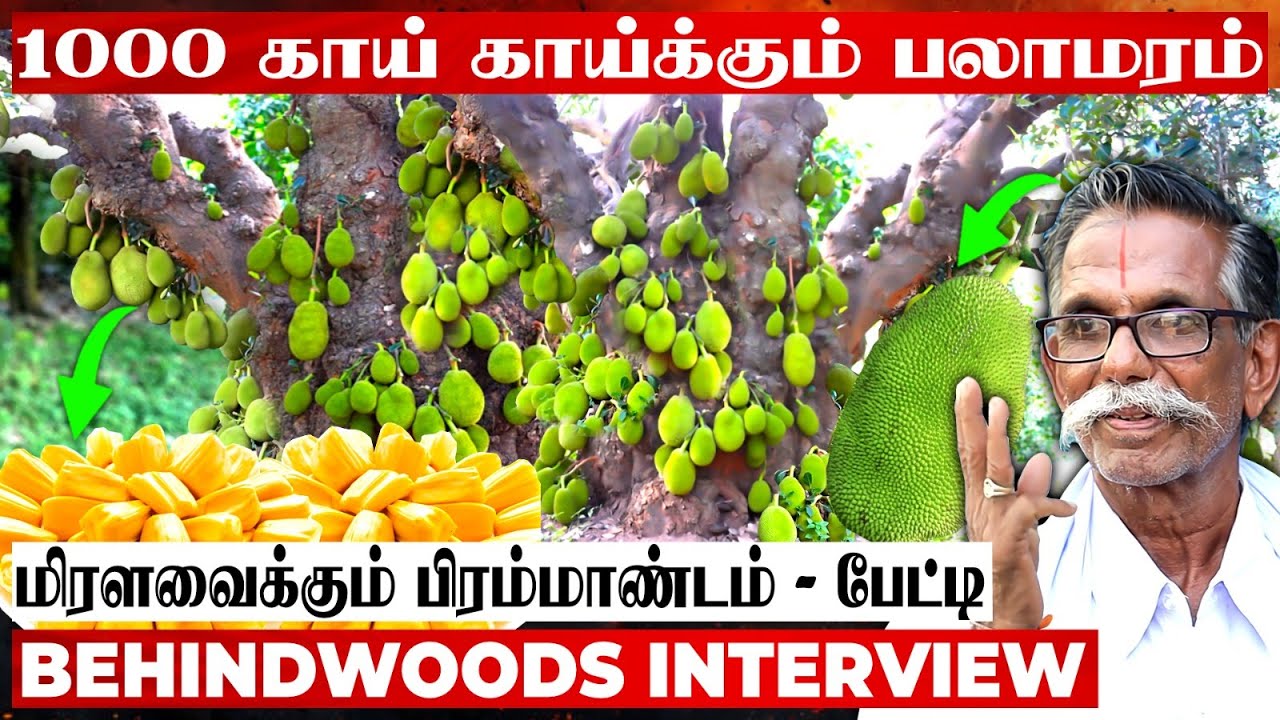 ஆயிரம் காய் காய்க்கும் அதிசய பலா மரம் - ஒரே மரத்தில் இவ்ளோ வருமானமா😲 - Live Visit