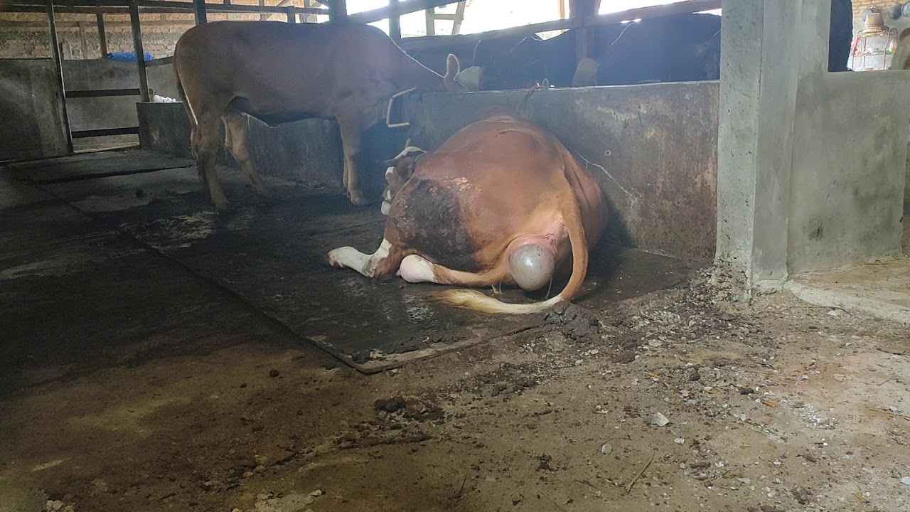 Proses sapi melahirkan ...