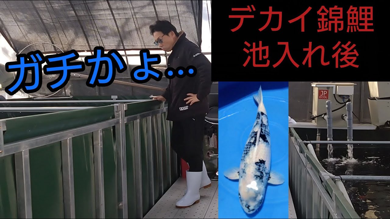 上物の白写り【20㌧錦鯉池に池入れ】異次元の美しさ。#錦鯉 　#アクアリウム　#koi