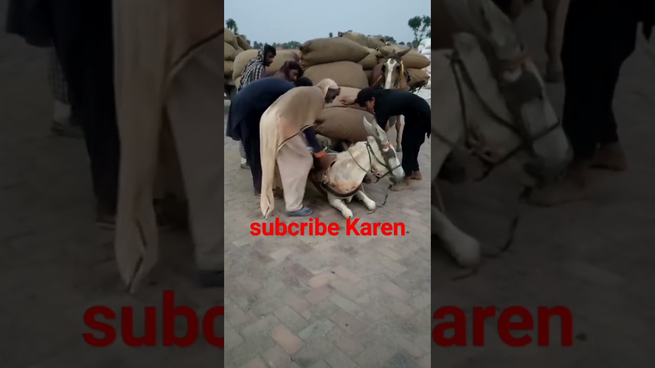 khachchar#shorts #trending #youtubeshorts