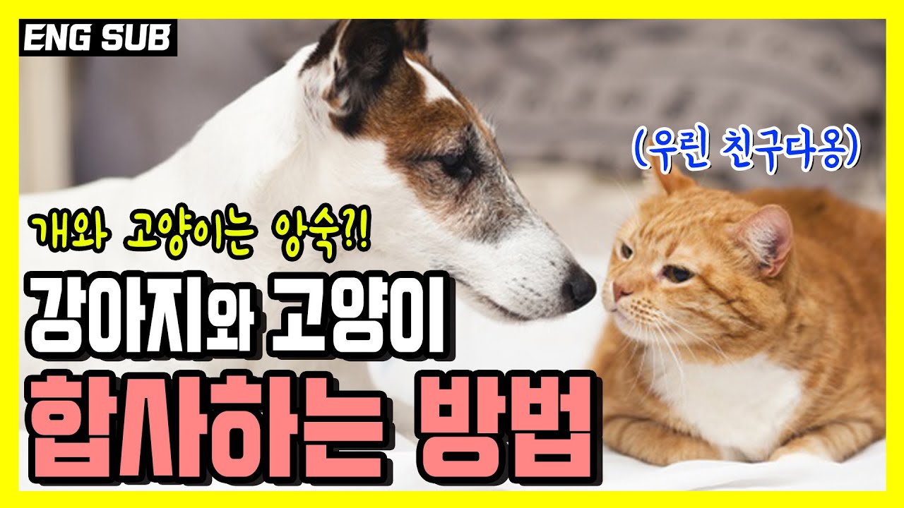 강아지와 고양이를  같이 키우는 방법