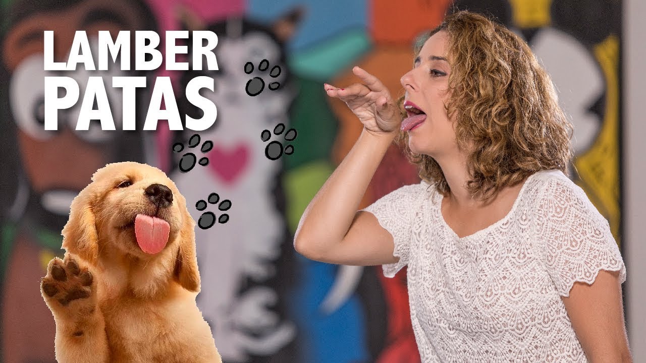 3 formas rápidas para seu cachorro parar de lamber as patas