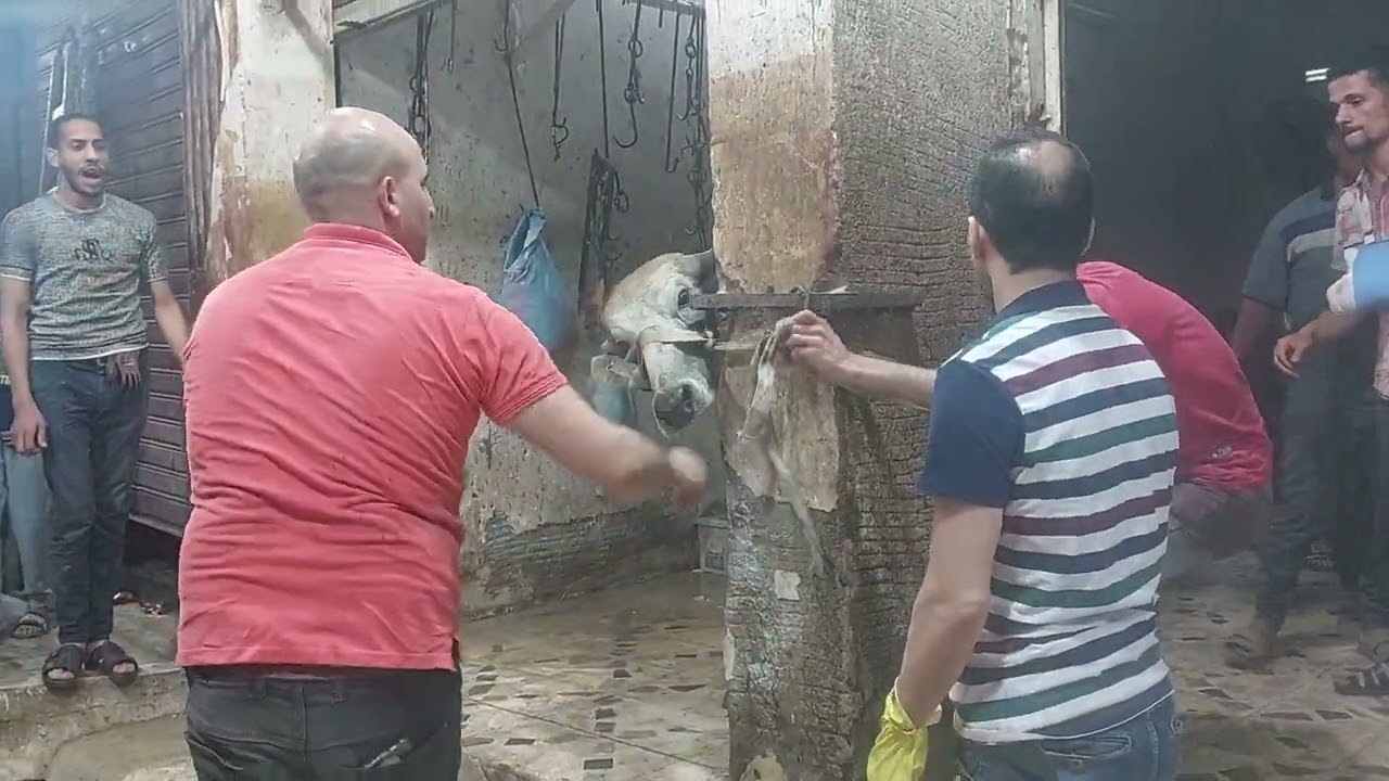 تنزيل ٤عجول جموس جزء  الرابع