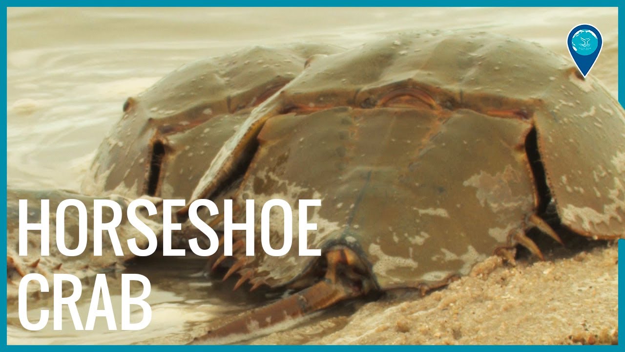 Horseshoe Crabs of Florida Keys National Marine Sanctuary