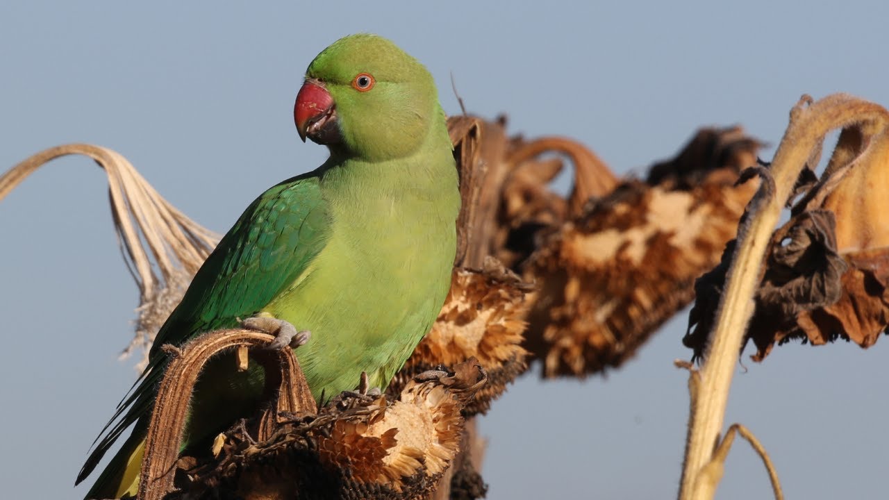 Ring-necked Parakeets; Sunflower Stealers