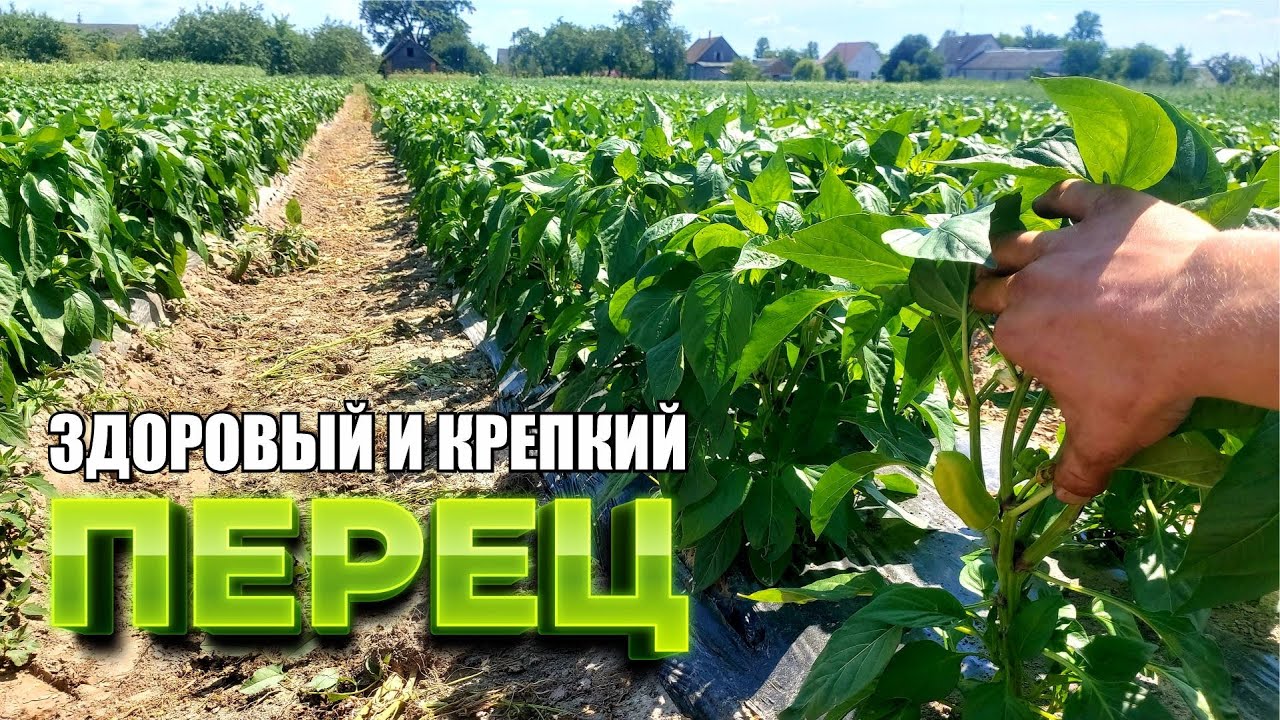 всё о ВЫРАЩИВАНИИ грунтового ПЕРЦА