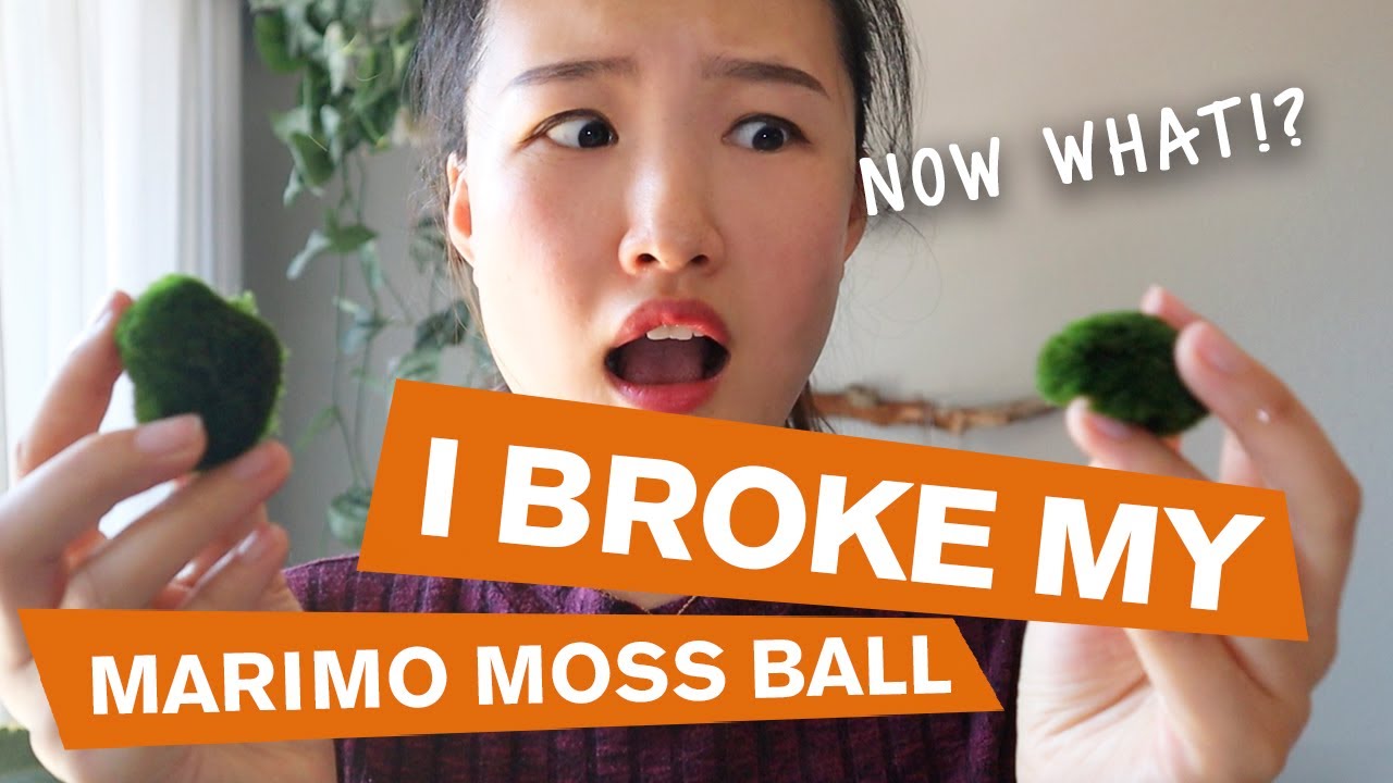 I BROKE MY MARIMO MOSS BALL, NOW WHAT!? | MOSS BALL  PROPAGATION + CARE | TRENDING HOUSEPLANT 2019