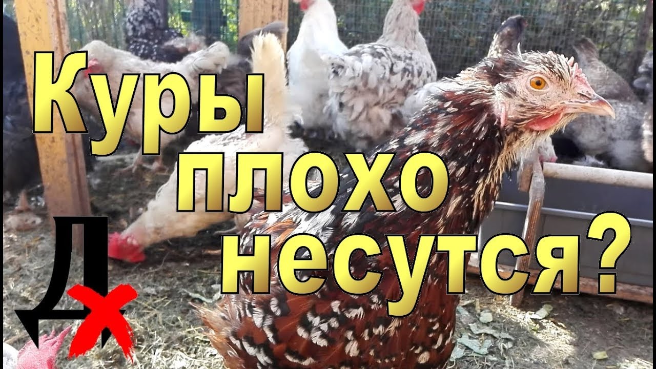 Куры плохо несутся и лысеют? Что это: сезонная линька или другие причины?