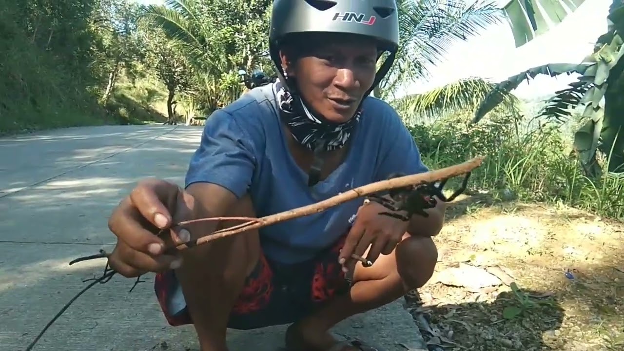 Catching Philippine Black Tarantula