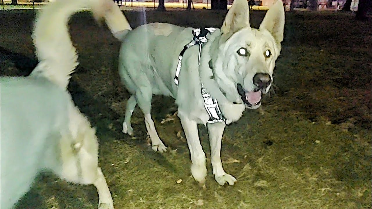 White German Shepherd Checks Me Out & Death Spin At Dog Park