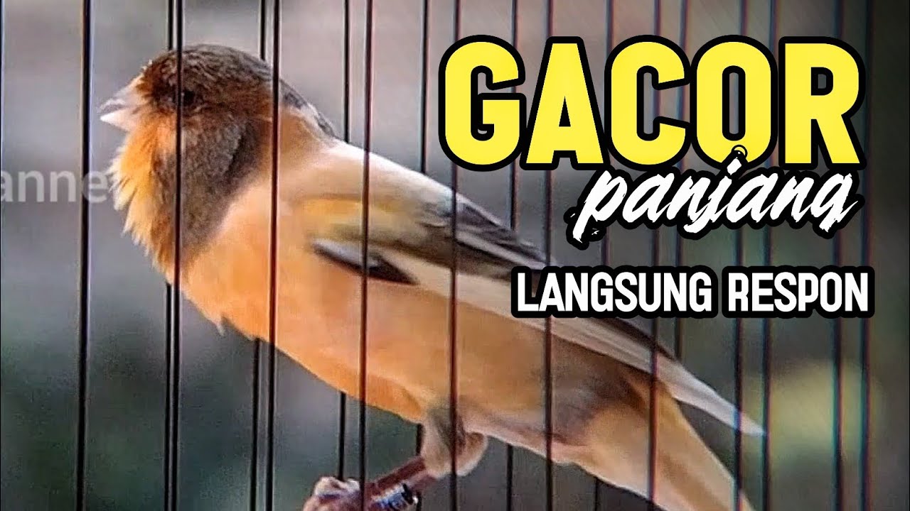 KENARI GACOR PANJANG Rol Rapat EMOSI Cuit cuit Ngerol utk masteran murai batu FULL ISIAN