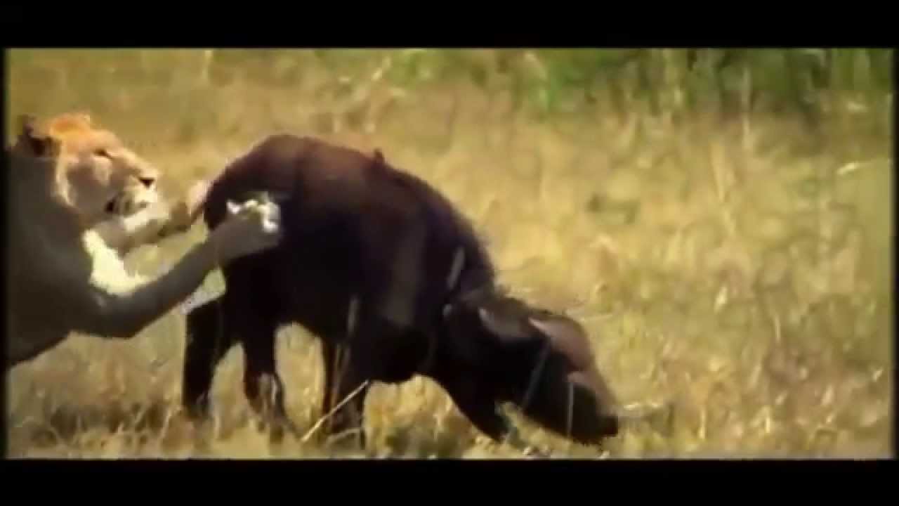 Afrikan