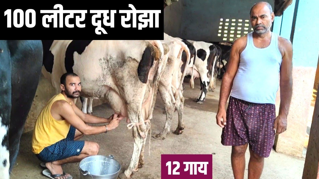 12 गाय से एक अच्छा मुनाफा करने वाला Dairy Farmer  | Dairy Farming