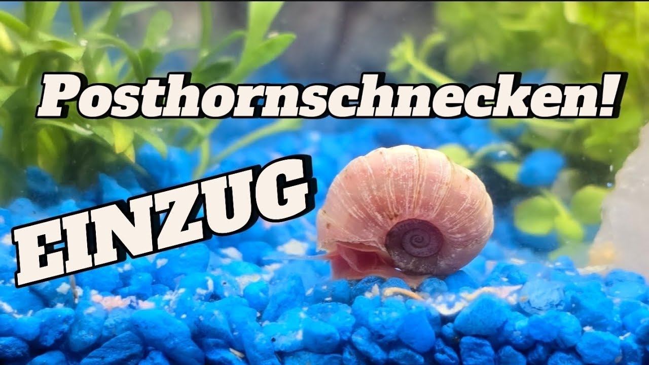 Posthornschnecken im Aquarium: Der Einzug Schritt f&uuml;r Schritt