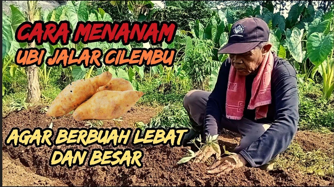 Trik Menanam Ubi Jalar Cilembu Agar Berbuah Lebat dan Besar || Ubi Cilembu @mirkot64