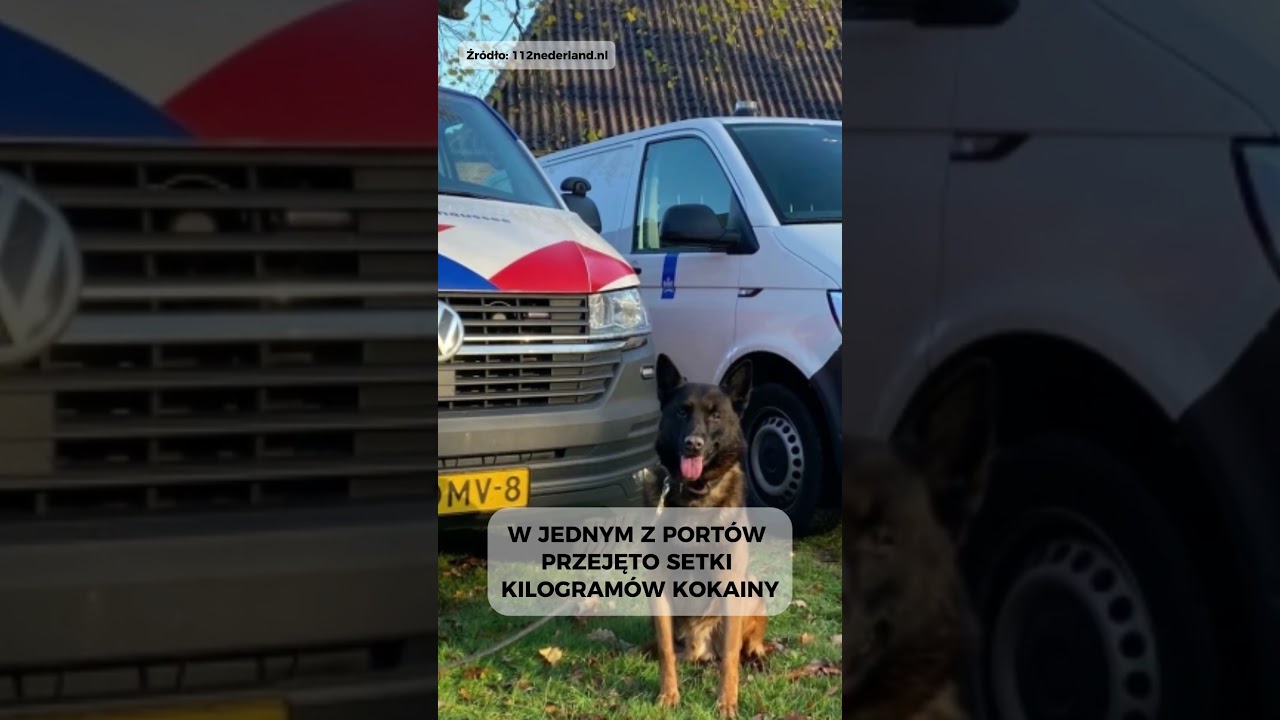 Setki kilogram&oacute;w kokainy w porcie we Vlissingen. Narkotyki w bananach.  #holandia #polacywholandii