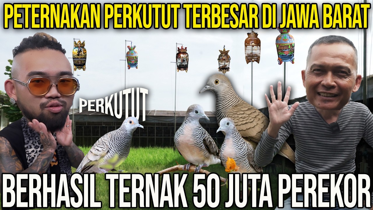 PETERNAKAN PERKUTUT TERBESAR DI JAWA BARAT. BERHASIL TERNAK 50 JUTA PEREKOR. CORONA BF